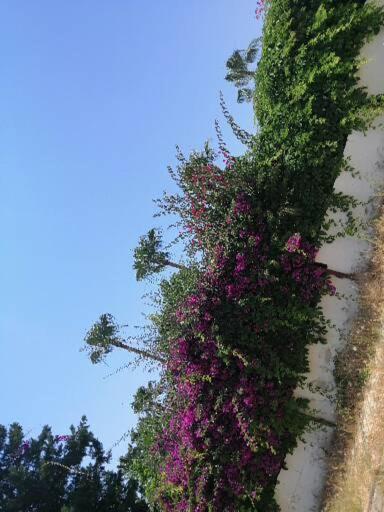 Cimtur Tatil Sitesi 3+1 Villa 阿拉尼亚 外观 照片